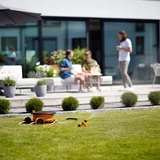 Kép 6/8 - Fiskars Comfort M tömlőkocsi 20m tömlővel