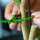 Kép 3/3 - Oldható növénykötöző szett, 165mm, 40db