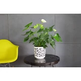 Kép 12/12 - Lamela Duet kaspó 29cm, kerek, krém-krém