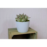 Kép 3/4 - Lamela Magnolia Jumper kaspó, 16cm, kerek, olajbogyó