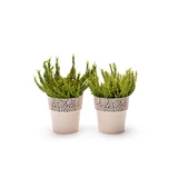 Kép 4/8 - Lamela Rosa virágtartó, 11cm, kerek, fehér