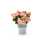 Kép 8/8 - Lamela Rosa virágtartó, 11cm, kerek, fehér