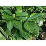 Kép 2/2 - Babérmeggy (Prunus Laurus Novita) 100-120cm