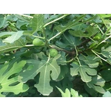 Kép 2/2 - Fügefa (Ficus carica) 180-200cm