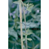 Kép 1/2 - Nortene Fp-Fix műanyaggal bevont drót, zöld, 50m