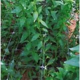 Kép 1/3 - Nortene Trellinet PP uborkaháló, színtelen, 150x150mm, 1.2x10m