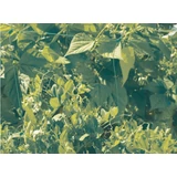 Kép 3/4 - Nortene Trellinet PP uborkaháló, zöld, 150x150mm, 1.2x20m
