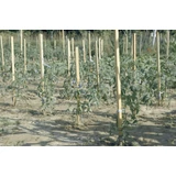 Kép 1/2 - Nortene Acacia akáckaró, 1.7m