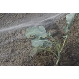Kép 1/6 - Nortene Biocontrol rovarvédő háló, 2.2x10m
