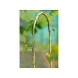 Kép 2/2 - Nortene Arc Bamboo ívelt bambuszkaró, barna, 1.2x90cm, 3db