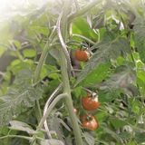 Kép 4/4 - Nortene Tomato Spiral paradicsomkaró, spirál alakú, galvanizált acél, 1.8m