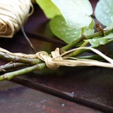 Kép 8/9 - Nortene Raphia raffia kötöző