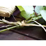 Kép 1/2 - Nortene Raphia raffia kötöző, natúr, 75cm