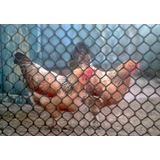 Kép 2/2 - Nortene Poultry Meshes műanyag baromfirács, zöld, 20x20mm, 0.92x25m