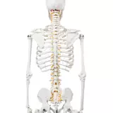 Kép 2/6 - Anatómiai csontváz modell, görgős állvánnyal, 206 csont