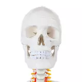 Kép 3/6 - Anatómiai csontváz modell, görgős állvánnyal, 206 csont