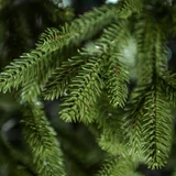 Kép 2/4 - Evergreen műfenyő, rövid tűlevelű, 482 ág, 150cm