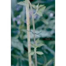 Nortene Fp-Fix műanyaggal bevont drót, zöld, 50m