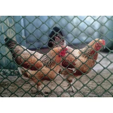 Nortene Multimesh műanyag baromfirács, zöld, 22x22mm, 1x30m Nortene Multimesh műanyag baromfirács, zöld, 22x22mm, 1x30m