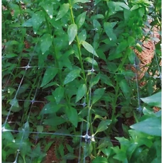 Nortene Trellinet PP uborkaháló, színtelen, 100x100mm, 1.2x10mm Nortene Trellinet PP uborkaháló, színtelen, 100x100mm, 1.2x10mm