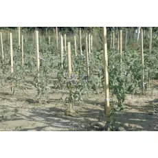 Nortene Acacia akáckaró, 1.7m