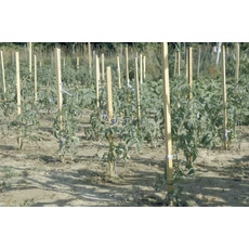 Nortene Acacia akáckaró, 1.7m