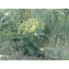 Nortene Chelsea félkör alakú növénykaró, zöld, 0.45x1m