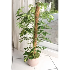 Nortene Coco kókusztámasz, barna, 45mm, 0.6m Nortene Coco kókusztámasz, barna, 45mm, 0.6m