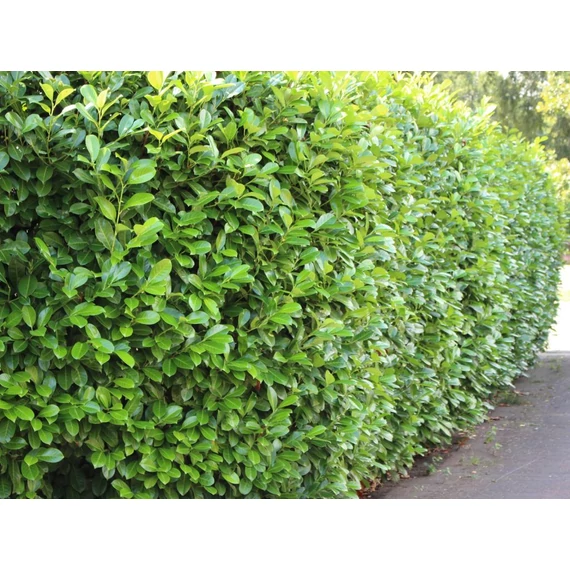 Babérmeggy (Prunus Laurus Novita) 100-120cm