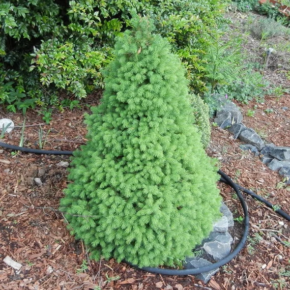 Cukorsüveg fenyő (Picea conica) 80cm