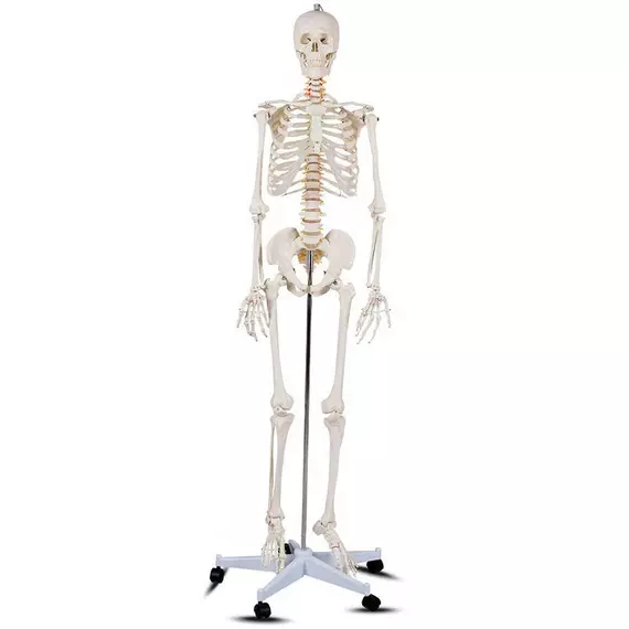 Anatómiai csontváz modell, görgős állvánnyal, 206 csont