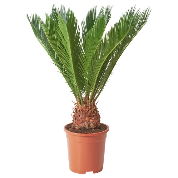 Cikász pálma (Cycas revoluta), 100cm
