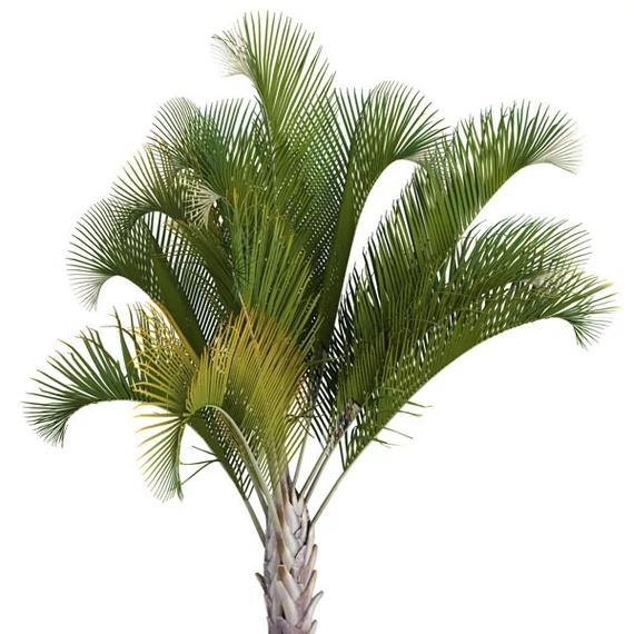 Madagaszkári háromszög pálma-Dypsis Decaryi, 100cm