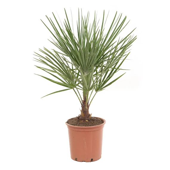 Törpe lószőrpálma Chamaerops Humilis, 70cm